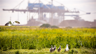 Havenbedrijf Rotterdam wil toe naar natuurinclusieve haven img